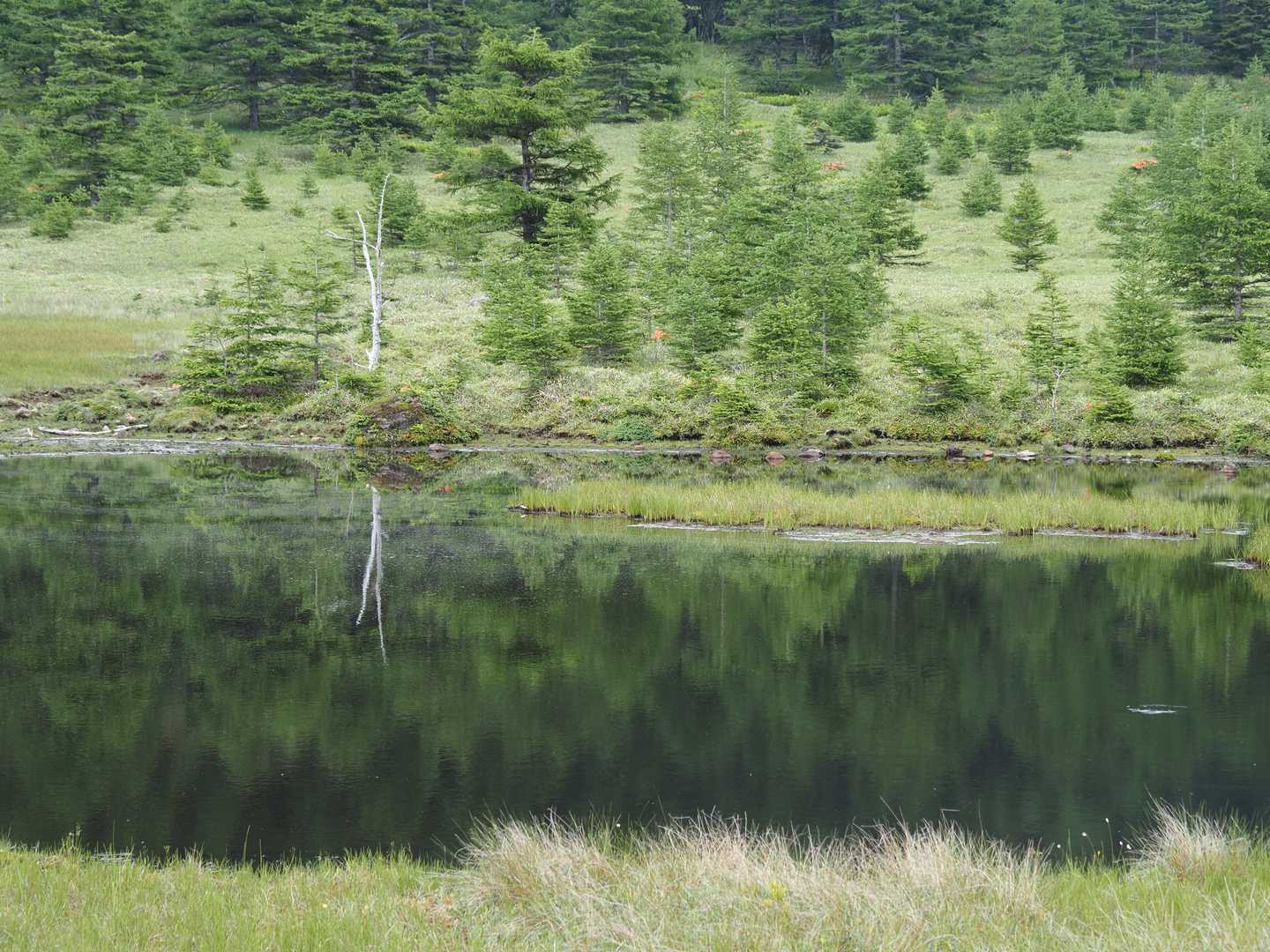 湿原らしい風景。鏡池のリフレクション。