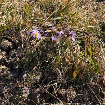 花が咲いている🌸