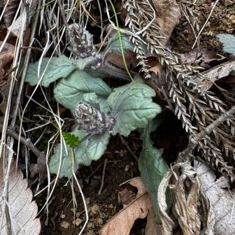 ジュウニヒトエが咲きそう😃