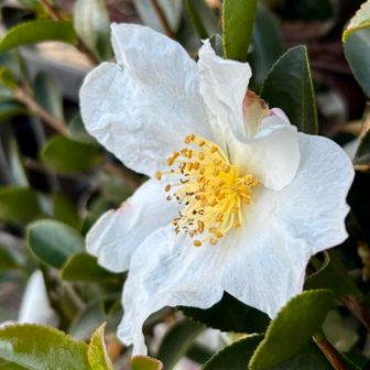 白いサザンカ🤍
全員 無事下山しました🤗

この辺りは道が狭い…🚌駐車場🅿️もありません！バス🚌は高速のパーキングに待機して居たそうです

藤野駅🚉までバス🚌に来てもらい予定より早くく圏央道を抜けることが出来ました