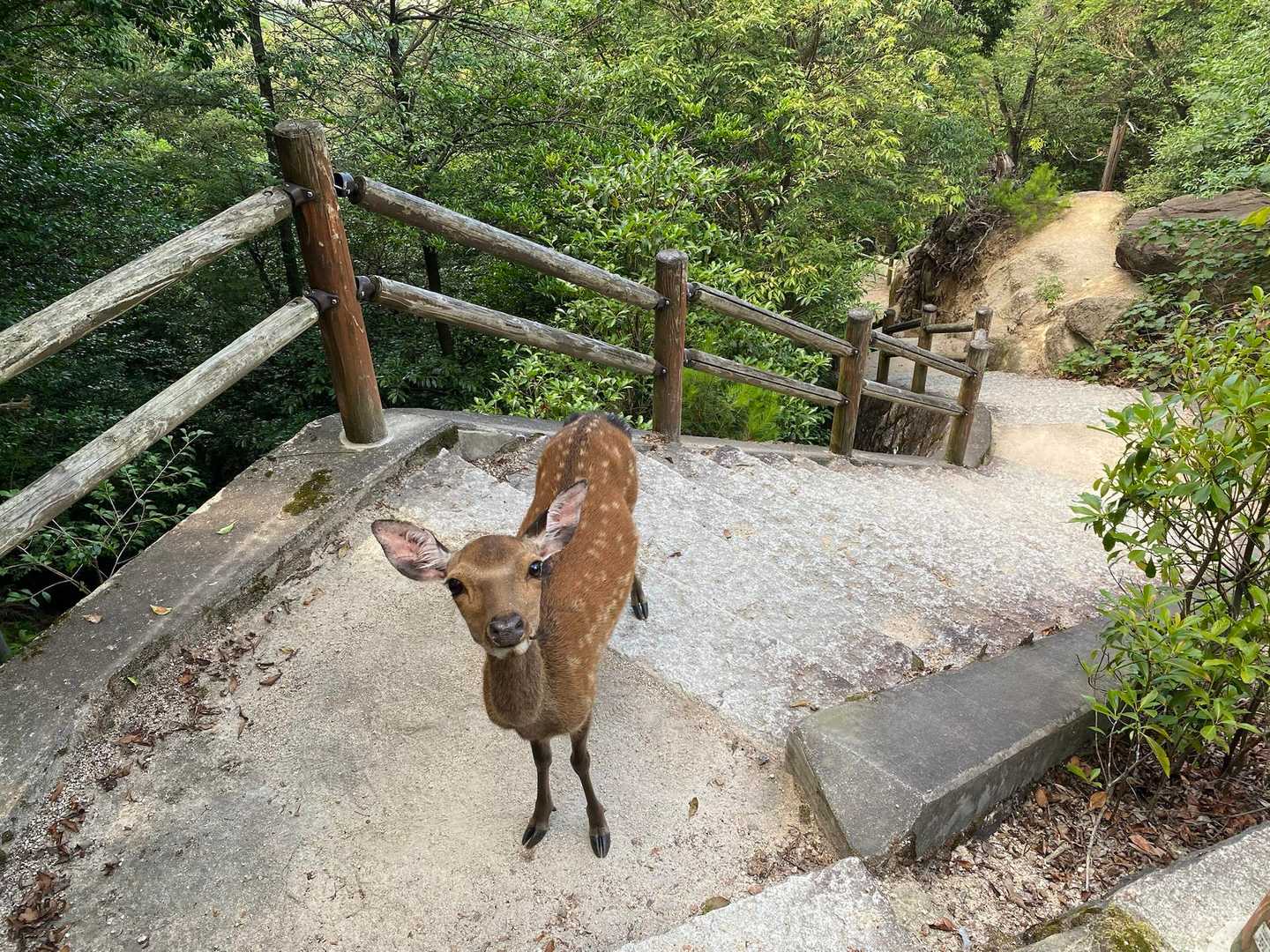 19時には晩御飯なので急いで下山しましたが、途中で可愛いとおせんぼ😍

そーっと通してもらって帰りました。
お疲れ山でした⛰️