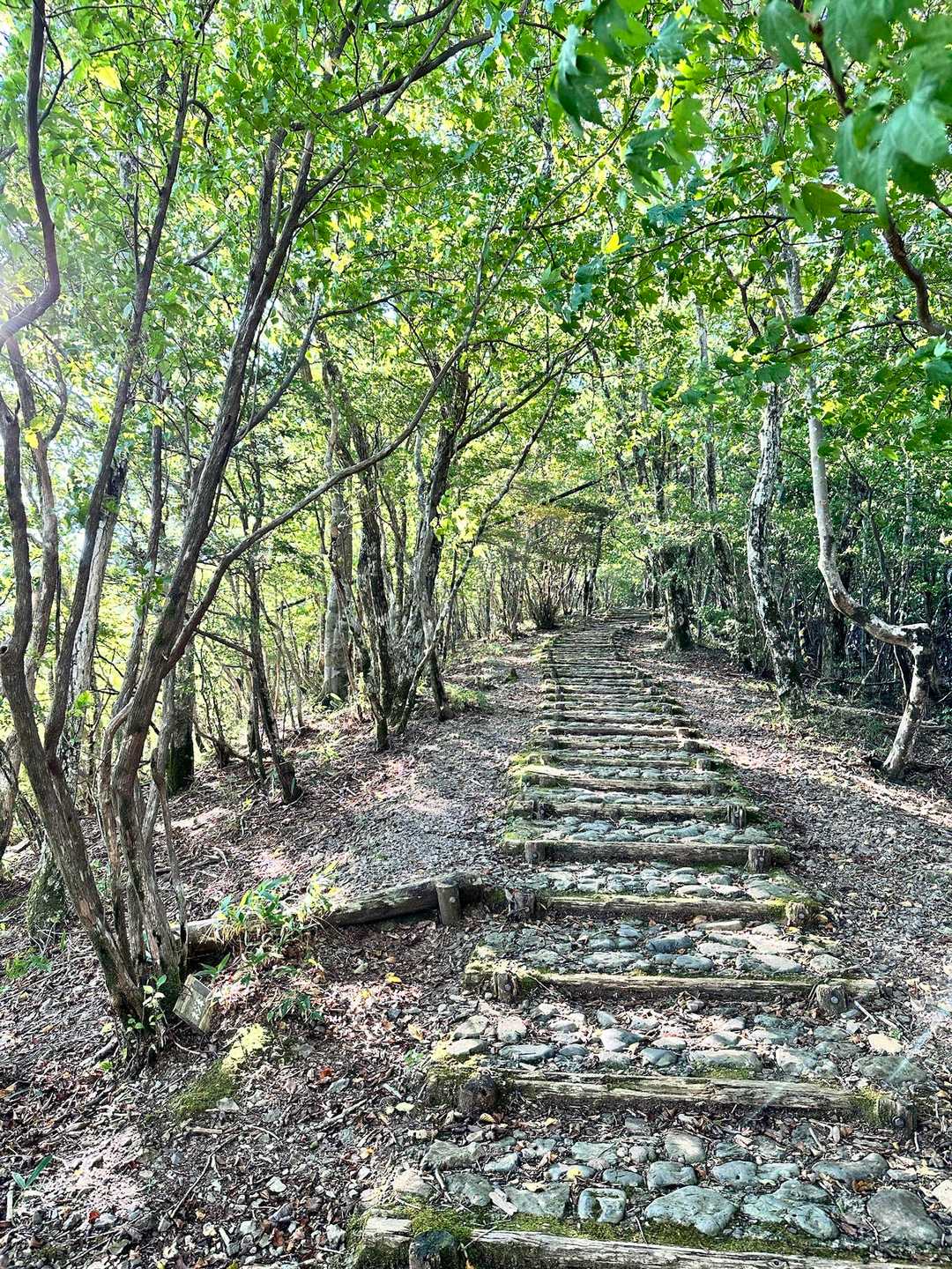 綺麗な登山道✨