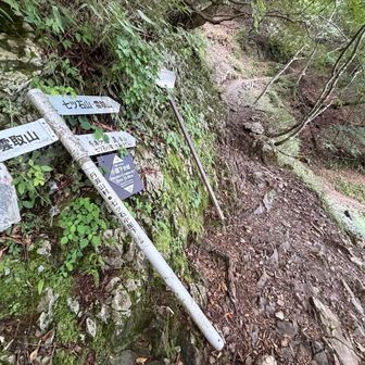 毎度の定点観察、七ツ石小屋分岐。ここは右から七ツ石山へ向かいます。
ここまで1時間50分の頑張り。山頂まであと30分かな？