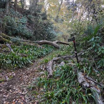 登山道入口から倒木ありで、子連れの我らはそそくさと諦めました…。（これは倒木またいで行くのが正解なのかしら？？）