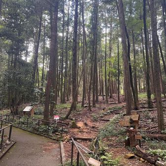 木立の間は涼しい