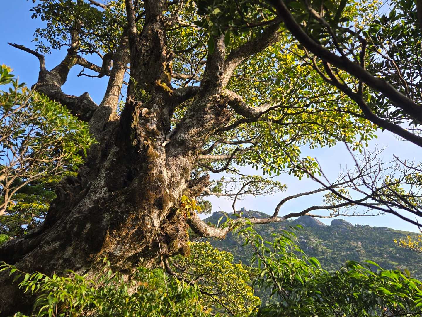 淀川入口-宮之浦岳-縄文杉-ウィルソン株-荒川登山口 縦走コースの写真