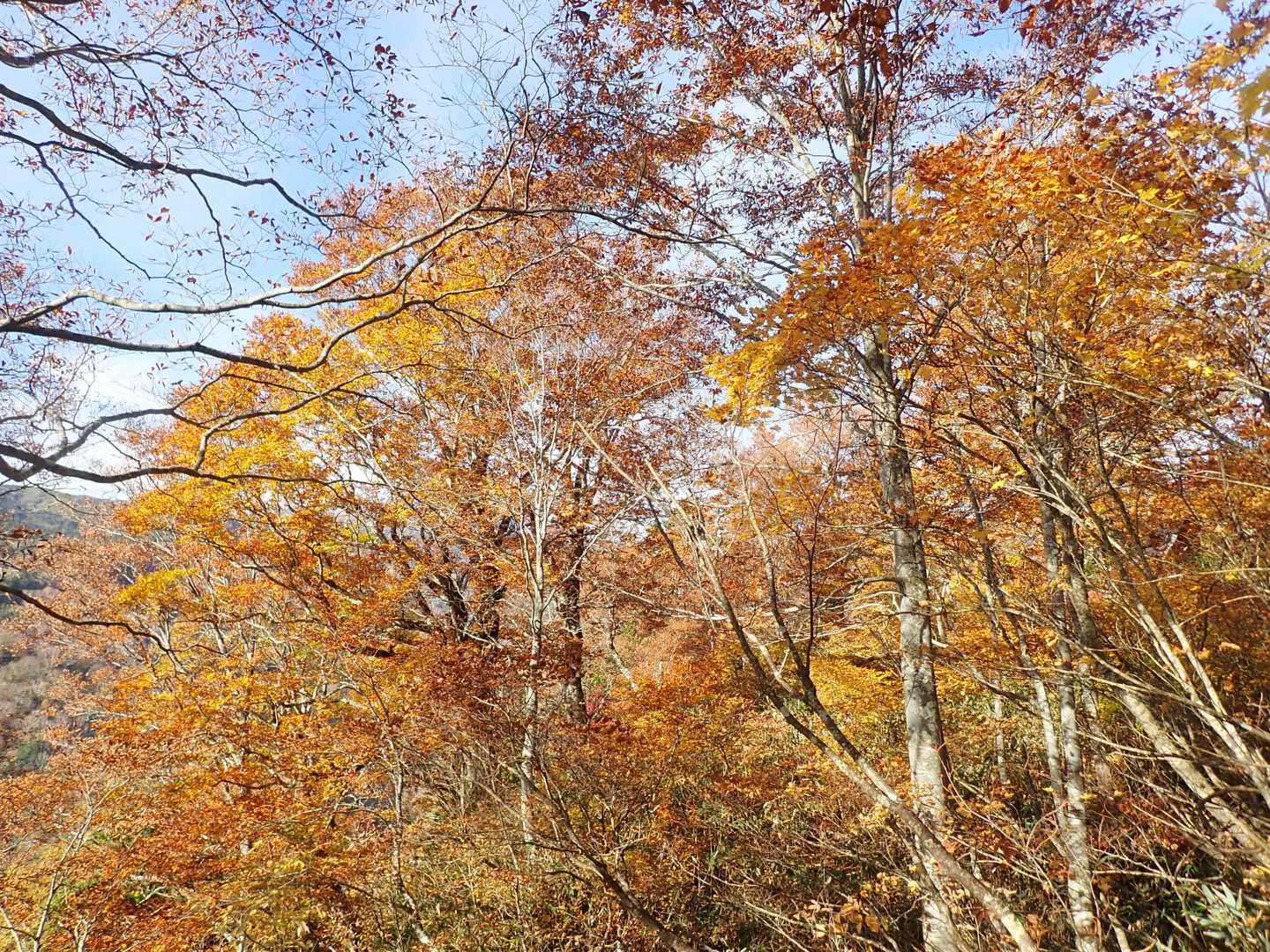 北野口登山口-風吹岳 往復コースの写真