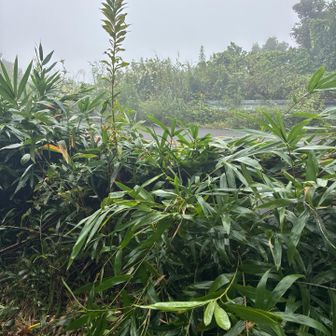 草で見えないけど、ガードレールがあって、跨げないから手を着いて飛んでみた。意外とできました。