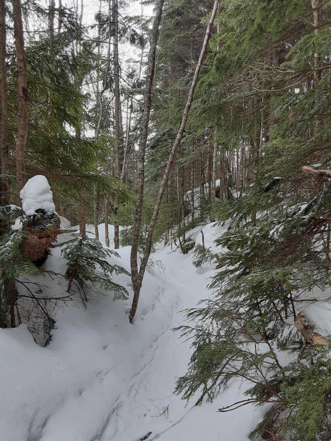 樹林帯を雪を踏みしめるアイゼンの音のみ。なぜかいいんだな～