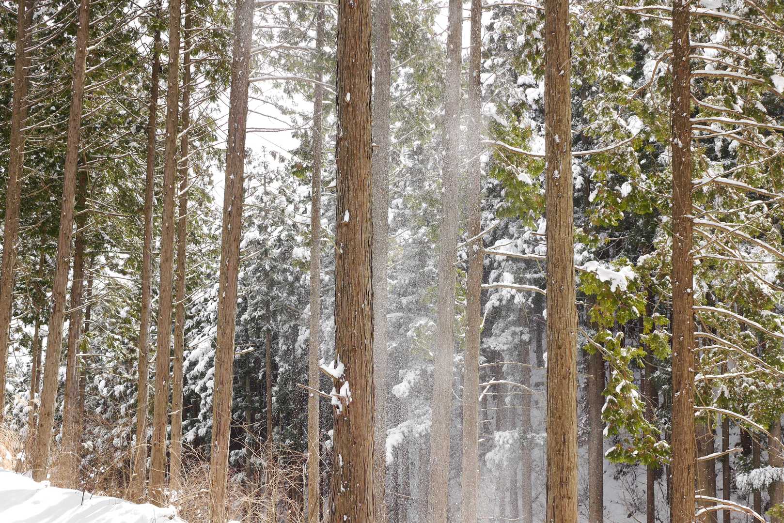 竜王山-竜王山 往復コースの写真