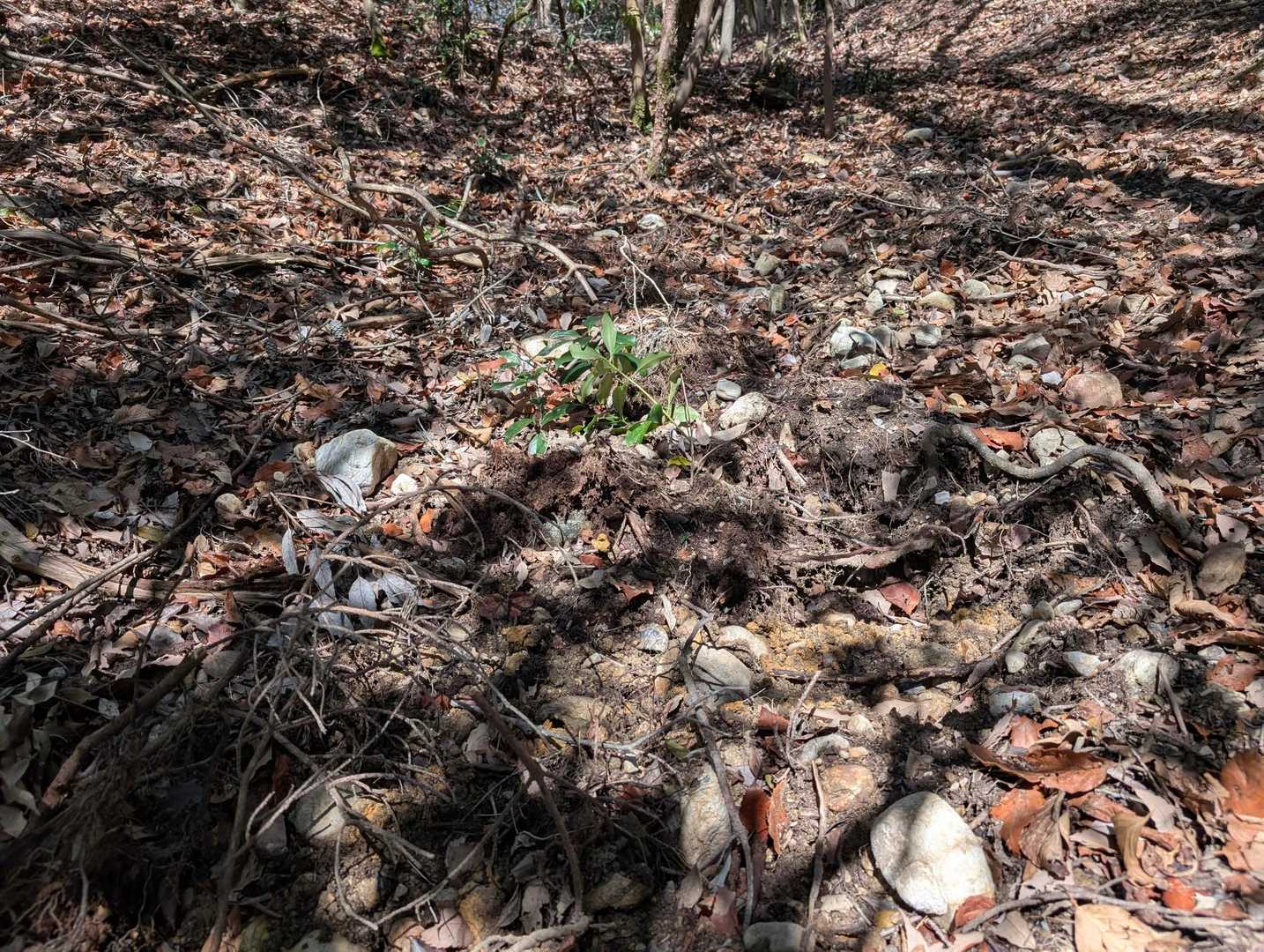 整備されるも、猪に掘り返されてる登山道💦