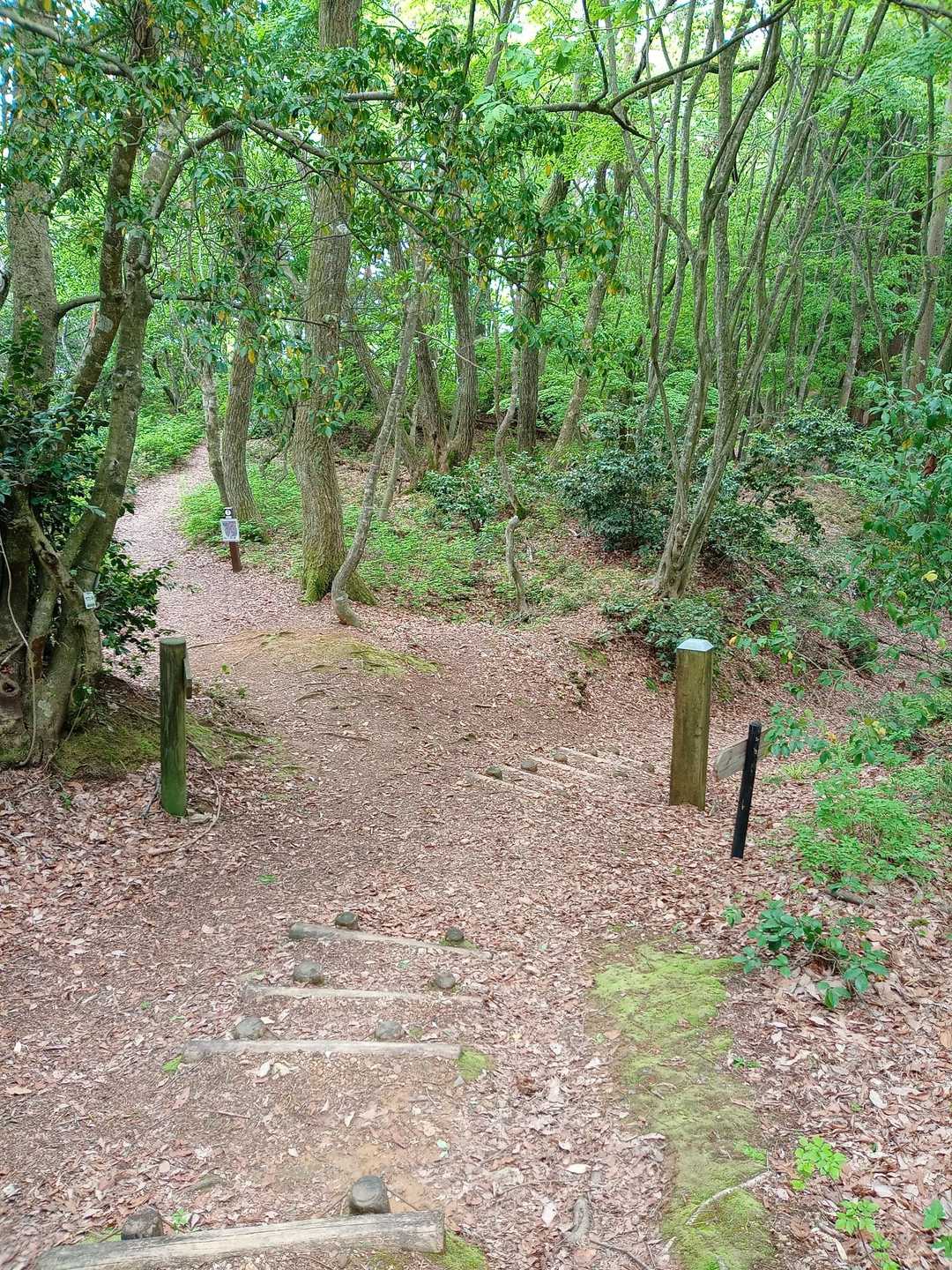 行きに登山道に合流した分岐まで降りてきました。
左に行けば、城址へ、右↘️に進むと駐車場まで一気に下ることが出来ます。🏃