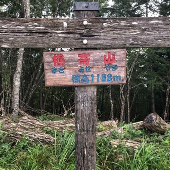 この辺りから本格的に降り始めました。