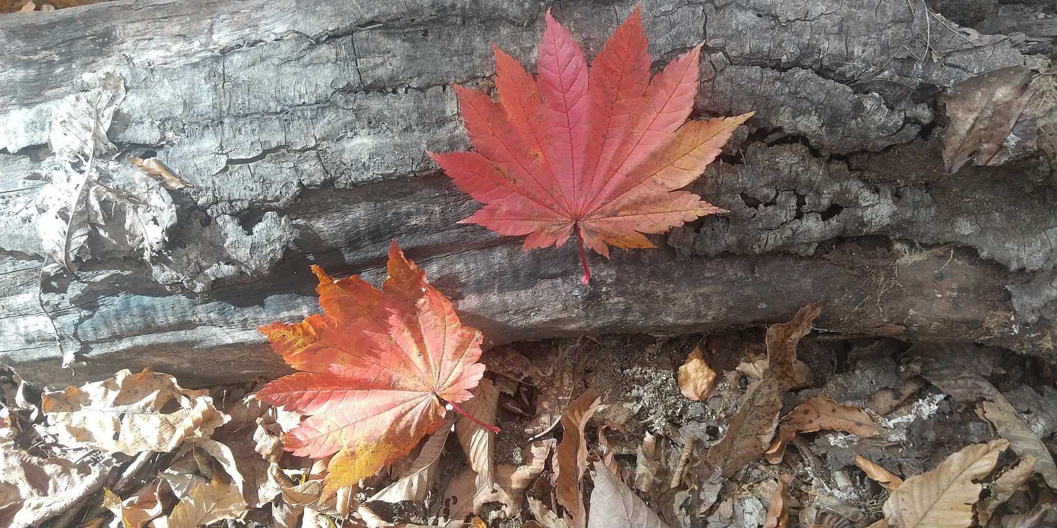 ハウチワカエデ🍁
楽し過ぎて前に進めません💦💦
