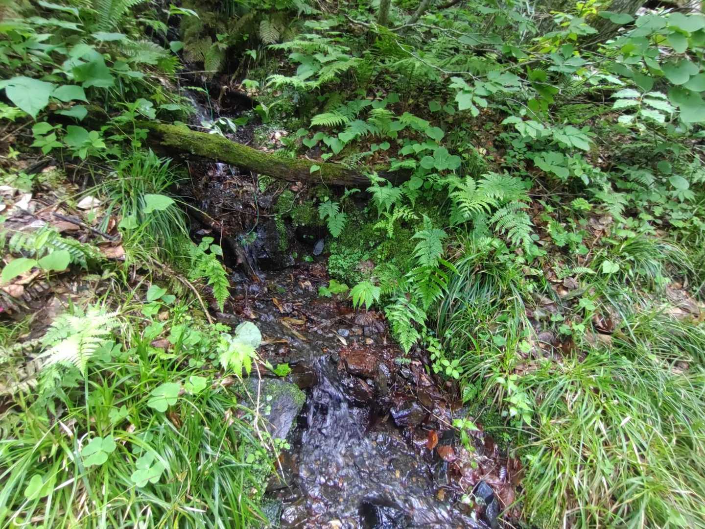 清水ですね🫧
冷たい🧊気持ちいいなー
