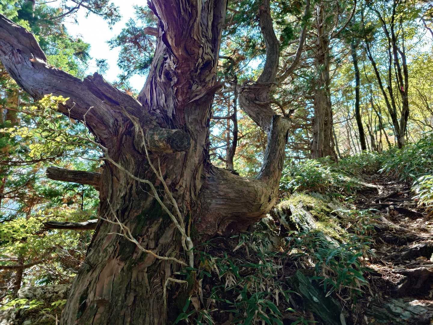 癖強