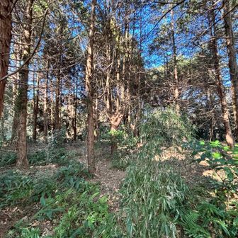 最後は急登。道と言うものもなく、
滑るし、赤テープがありましたがすごく分かりづらい。　誰もここは来ないのでしょうね。
せめて山靴に履き替えておきべきだった。