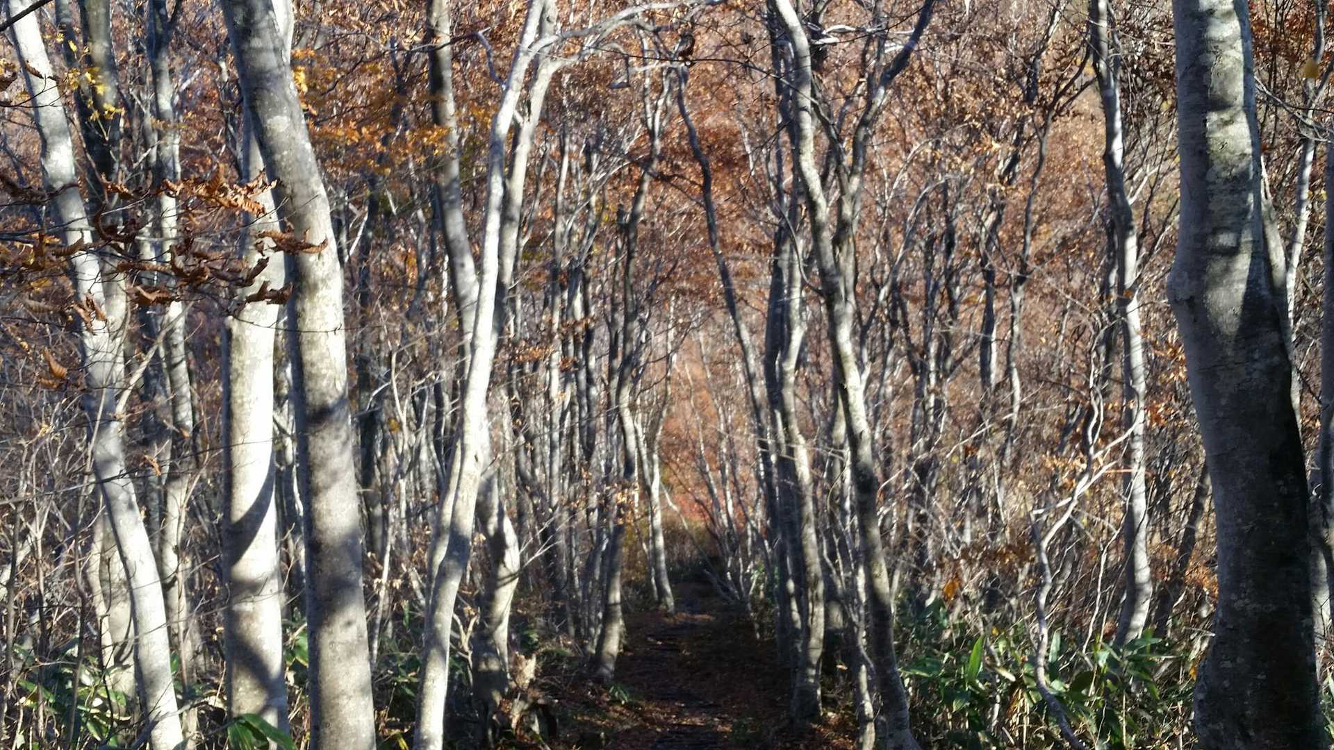 ブナのプロムナード（どういう意味？）「禅の道」は立ち寄りたかったがパス。後でせめてY酒造一本だけも買っておけばよかったと少し反省。その分、南越前町で蕎麦。越前へ来たならやっぱり蕎麦でしょう。
