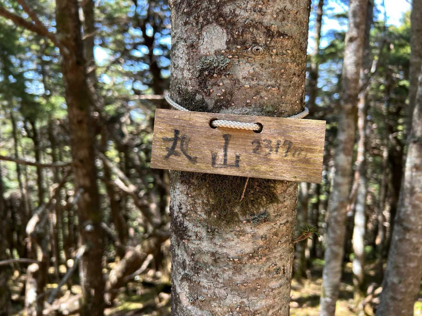 今日一つ目のピーク丸山
通りすがりのピークで山頂標識も小さいのでスルーしそうでした😅