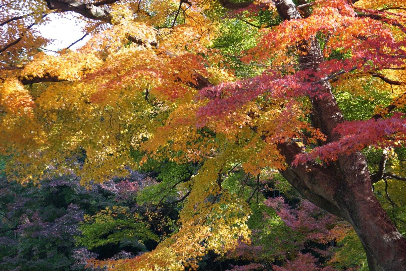 ✨いろんな色
紅葉の全色があるんじゃないかしら😉