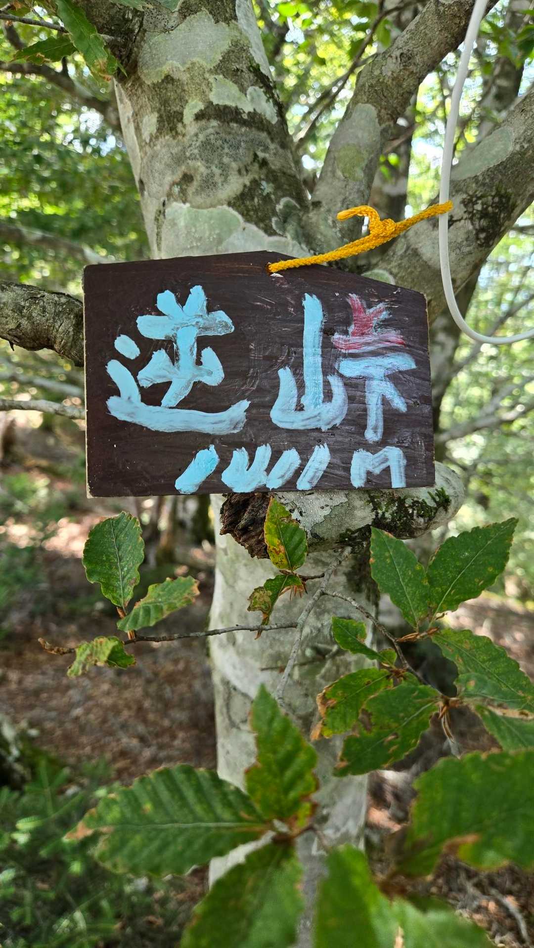 本日の登頂⛰️
スタートから下山して登山するから
逆峠なのかな～？