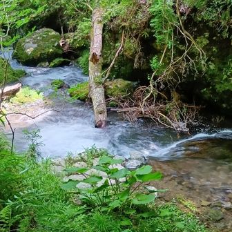 此の辺で今日 初のヤツを発見(⊙⊙)
嫌だけど💦💦、、検証の為 ヤツが登って来るか..靴を近づけると..