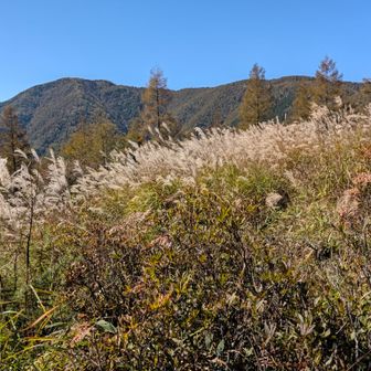 秋っぽい感じですね