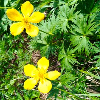 ５枚の花びらが立派
