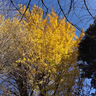 イチョウが特にいい感じ