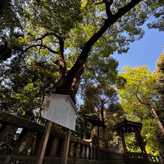後ろの木は「金の成る木」だって
