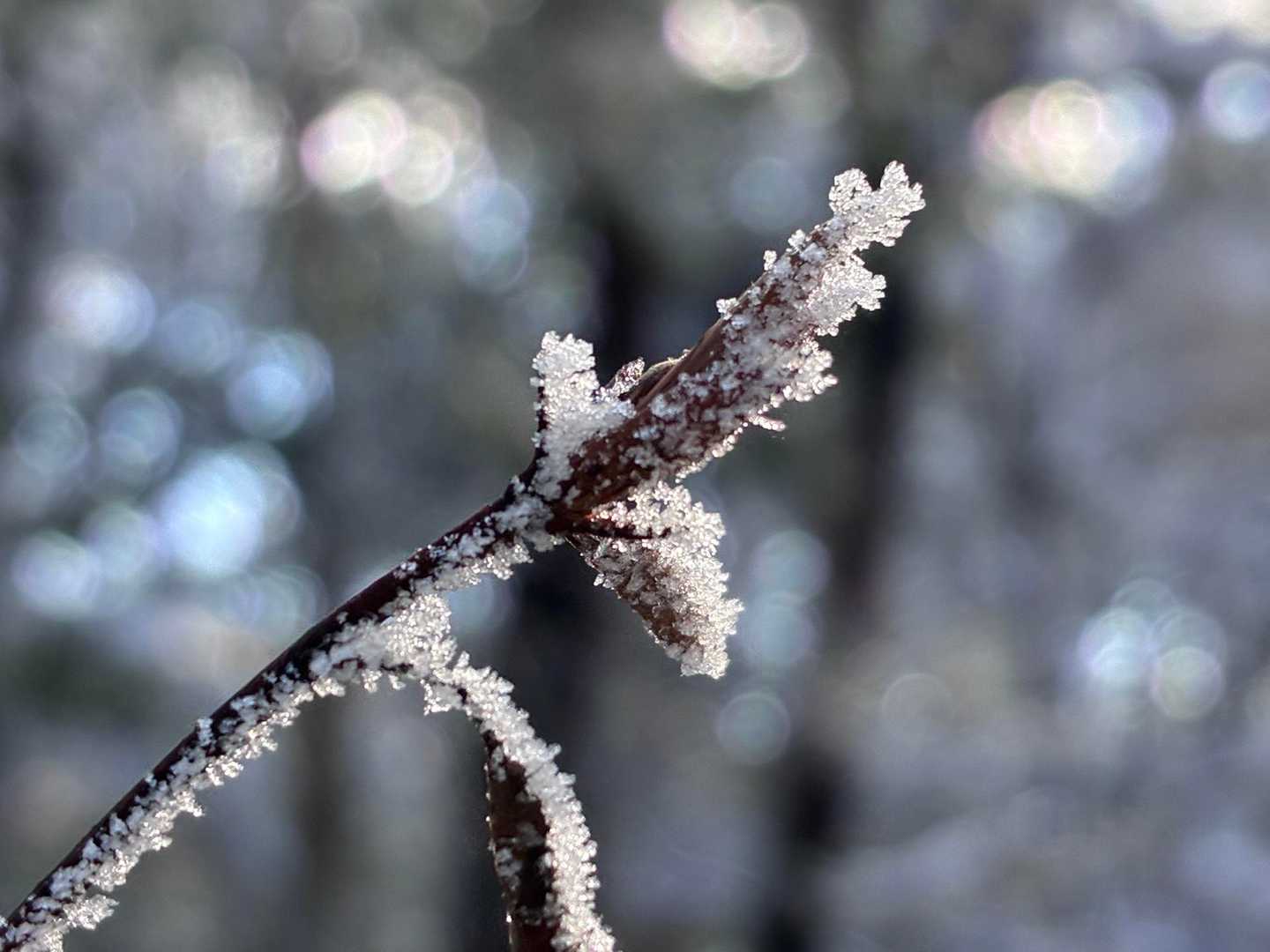 気温低いので、❄️まだまだ楽しめます♪
