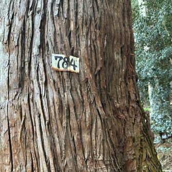 一号といいながら、プレートは784
ケーブルカーからの道との合流地点の杉を1として番号がつけられている
立ち枯れしたものは伐採されているけど、たくさん植えられてますね🌲