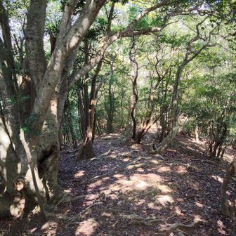 三角台⛰️山頂に向かいます。