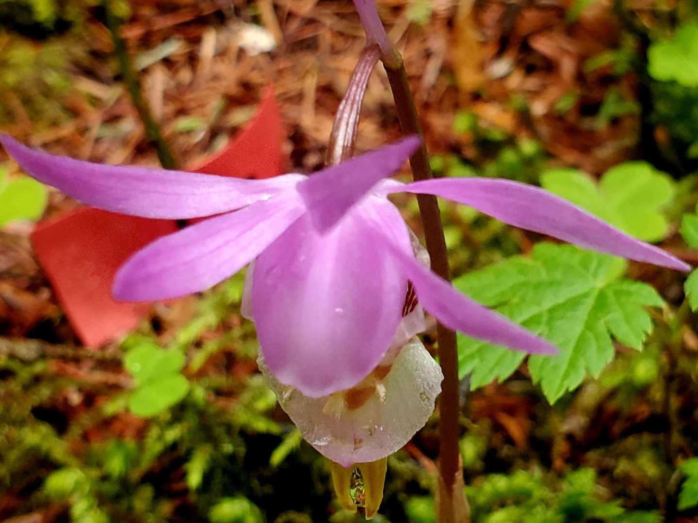 八ヶ岳🌸花観察会(森の女王様に合えた日)-2026-05-24 / ますりんくんの