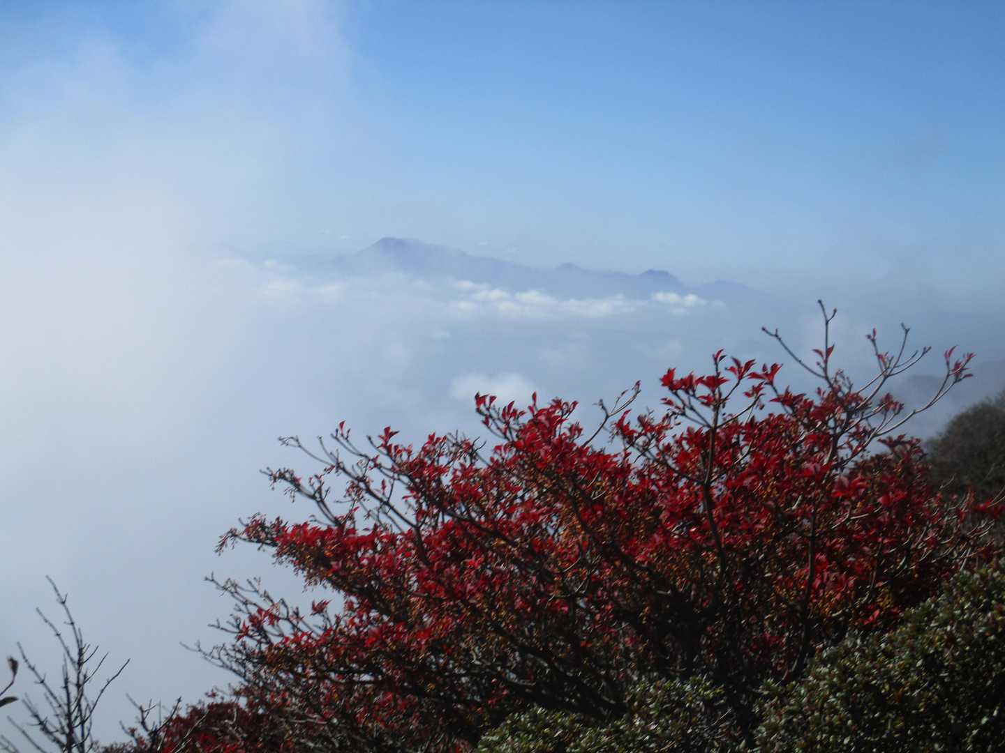紅葉の先は雲海に頭出した阿蘇山