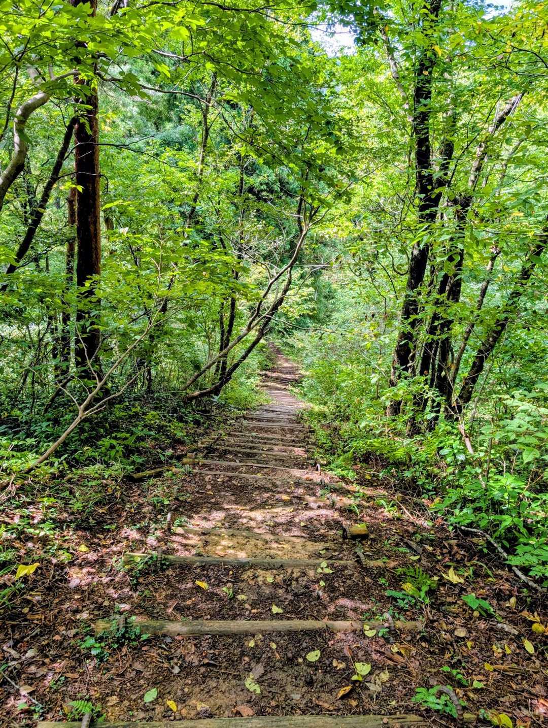 大倉岳登山口-ほとけ峠-大倉岳 周回コースの写真