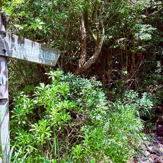 山の日なので大船山にも登りに