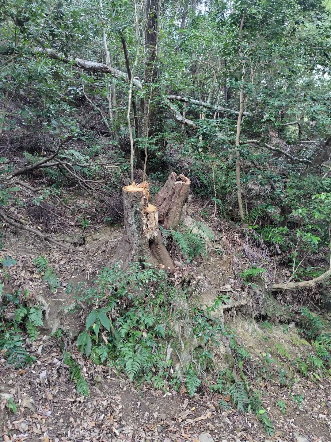 ムササビの木が切られてる😱
台風のあと傾いてたもんね…