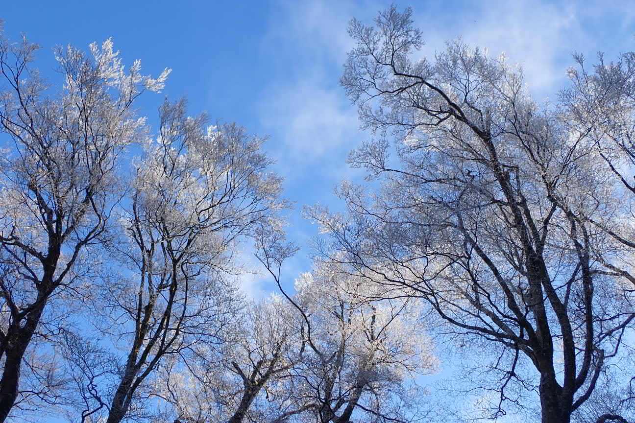 金剛山（もみじ谷-太尾尾根）の写真