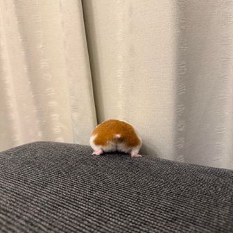 しずゃま
