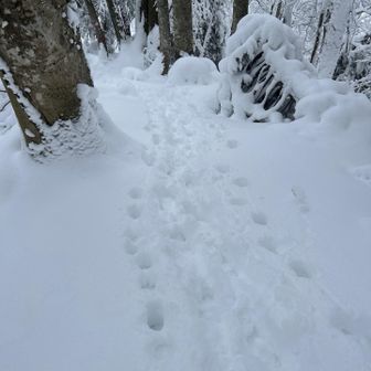 反対側から来られたパーティはツボ足で登ってきたみたい
凄い
トレースありがとうございます