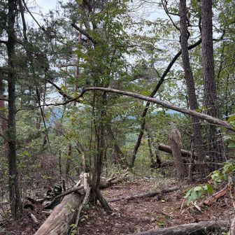 最初にグレーピークの鷹の巣山に立ち寄り