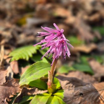 立ち上がって綺麗に咲いてます