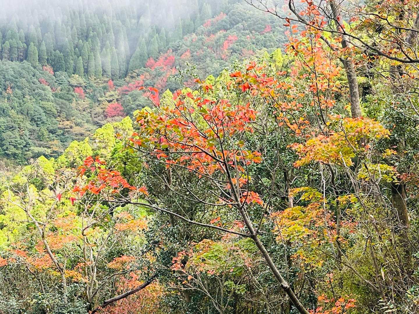 わかりにくいけど、奥の方まであるんです🍁