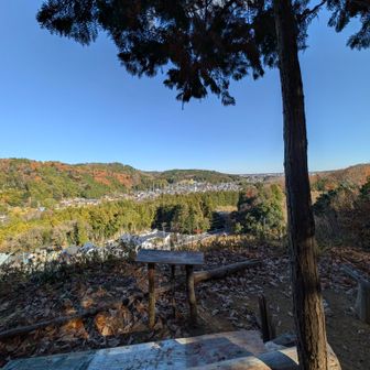 とうのすっやまーーっ

んっ!
ここで左の茂みからガサゴソ音がした
少し戻ってじっと下る茂みを覗き込む

何もいないか...

さっきの主は、3頭一緒に出た時もあるよと写真見せてもらう
毎日来てる方には敵わんのだ

いいなぁ

下る階段の方からは、ジョウビタキの鳴き声がしていましたが確認できず

