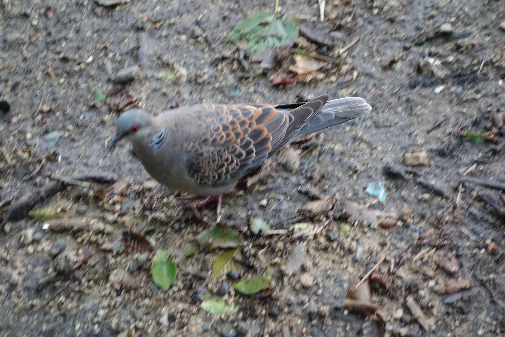 逃げませんな。