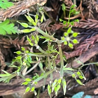 花後のオウレン