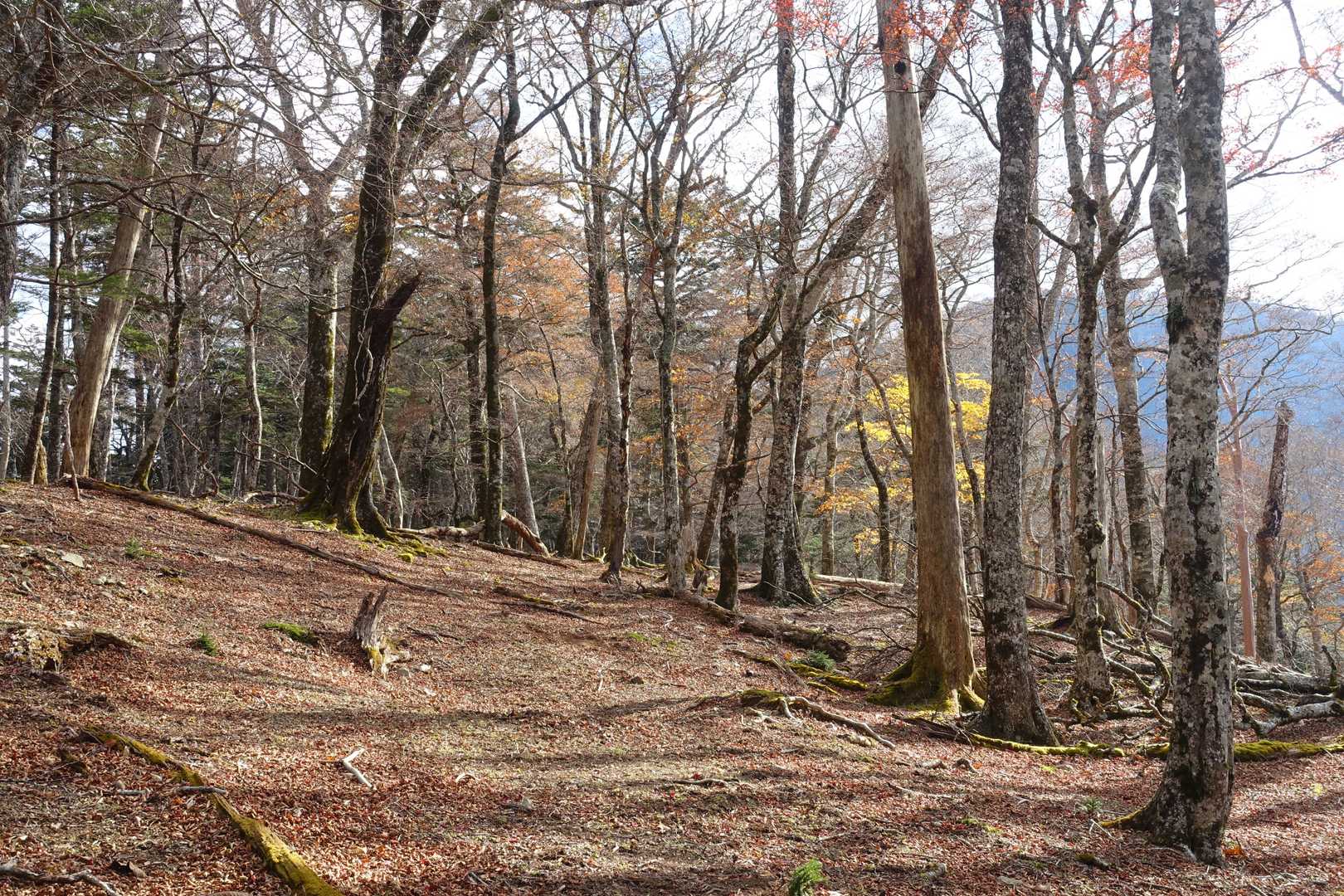 麻布山登山口-三森-麻布神社奥宮跡-麻布山-戸中山-前黒法 往復コースの写真