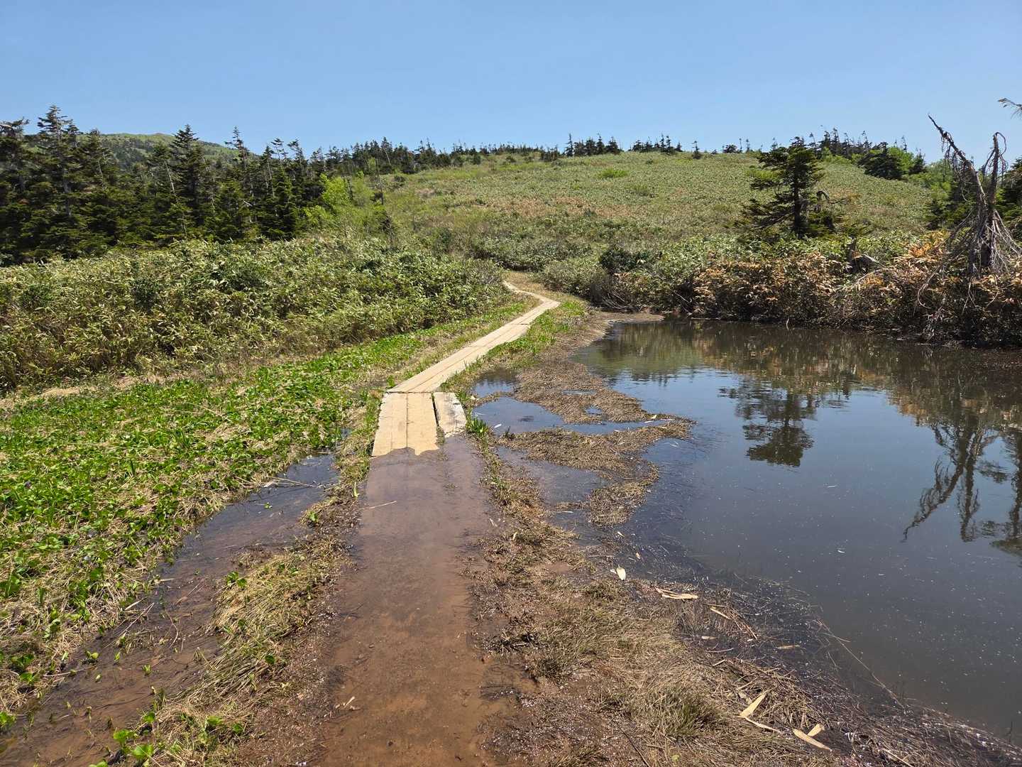 此処は木道が水没💦