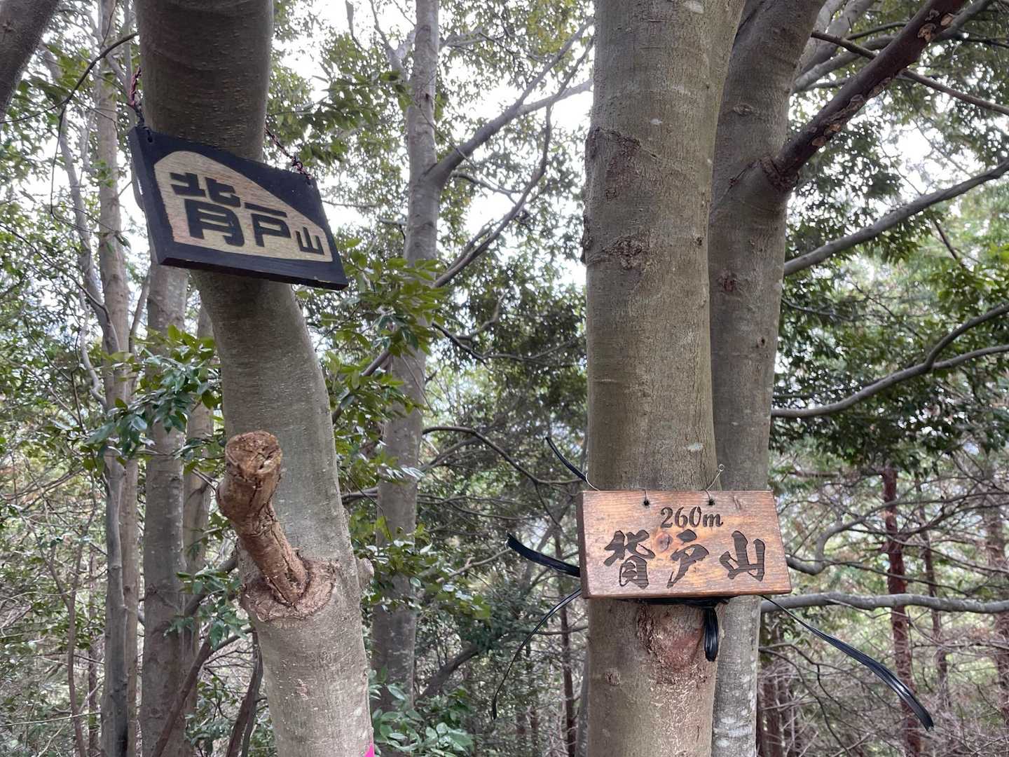 背戸山頂上